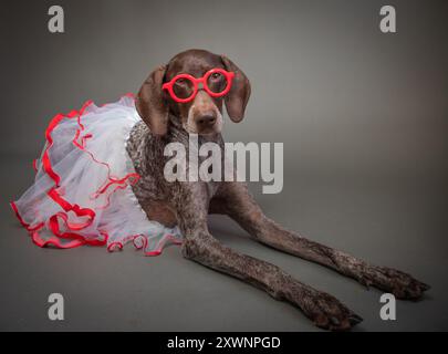 Portrait of a german shorthaired pointer wearing a pair of red glasses and a tutu Stock Photo