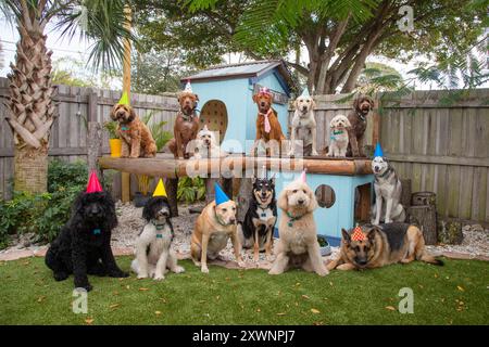 Group of assorted dogs wearing party hats sitting in a garden by a doghouse, Florida, USA Stock Photo