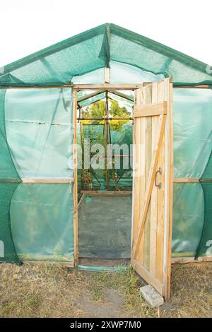 Homemade greenhouse made of oilcloth in which tomatoes grow in Ukraine in the summer, tomatoes in a greenhouse Stock Photo