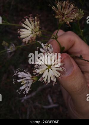 Feay's Palafox (Palafoxia feayi) Plantae Stock Photo