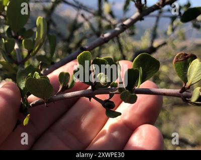 Buckbrush (Ceanothus cuneatus) Plantae Stock Photo