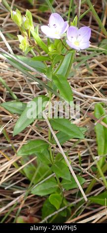 Slender Speedwell (Veronica gracilis), Plantae, Western Creek Track ...
