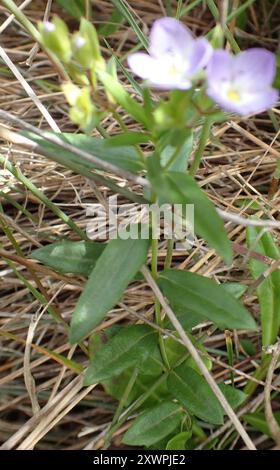 Slender Speedwell (Veronica gracilis Stock Photo - Alamy