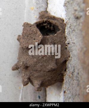 Typical Potter Wasps (Eumenes) Insecta Stock Photo - Alamy