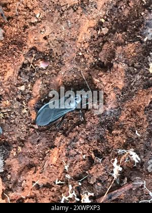 Masked Hunter (Reduvius personatus), Insecta, Northeim, DE-NI, DE, dead ...
