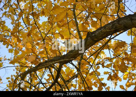 A cute squirrel sits on a tree branch among autumn foliage and eats Stock Photo