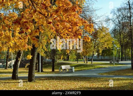 A lonely bench and an orange rowan tree in an fall park. A sunny autumn landscape Stock Photo