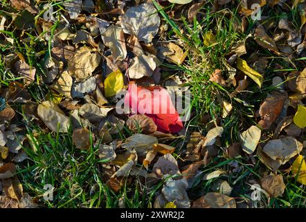 A red leaf lies on the lawn among the wilted leaves Stock Photo