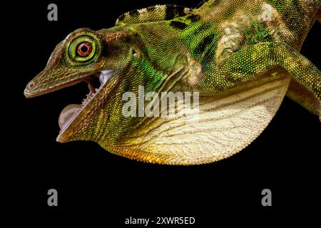 Fraser's Anole (Anolis fraseri) male Stock Photo