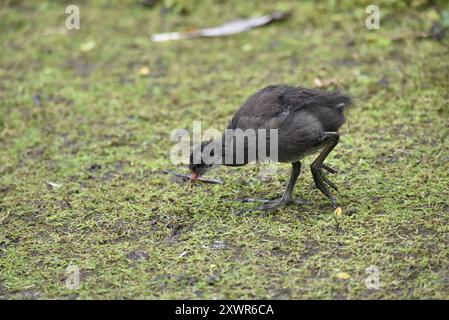 Young Common Moorhen (Gallinula Chloropus) Foraging in Short Grass in Left-profile, Right of Image, taken in Summer in Staffordshire, England, UK Stock Photo