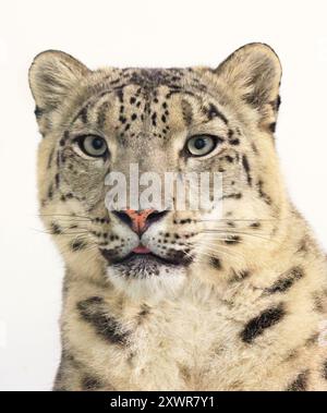 Portrait of an adult snow leopard isolated on a white background Stock Photo