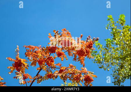 Ripe and juicy bunches of rowanberries hanging on a branch against a blue sky Stock Photo