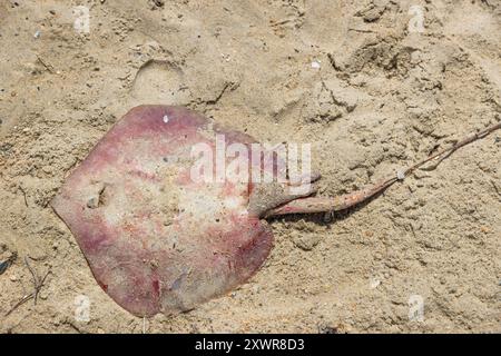 Beach combing near Avon Pier saw a washed ashore dead stingray lying in the sand. Stock Photo