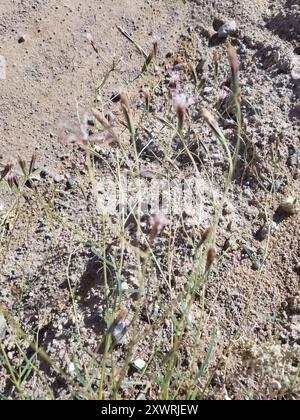 Spanish needle (Palafoxia arida) Plantae Stock Photo