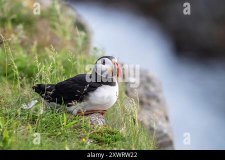 Charming Atlantic puffin, Fratercula arctica, walking, talking , and exploring  near the edge of the cliff, at Maberly, Elliston, Newfoundland, Canad Stock Photo