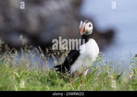 Charming Atlantic puffin, Fratercula arctica, walking, talking , and exploring  near the edge of the cliff, at Maberly, Elliston, Newfoundland, Canad Stock Photo