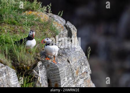 Charming Atlantic puffin, Fratercula arctica, walking, talking , and exploring  near the edge of the cliff, at Maberly, Elliston, Newfoundland, Canad Stock Photo