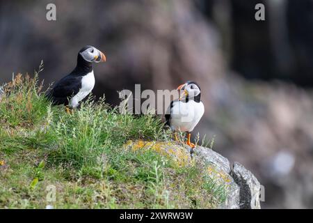 Charming Atlantic puffin, Fratercula arctica, walking, talking , and exploring  near the edge of the cliff, at Maberly, Elliston, Newfoundland, Canad Stock Photo