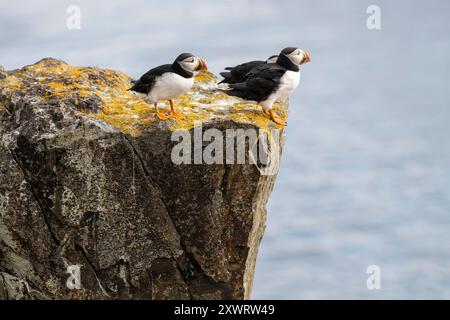 Charming Atlantic puffin, Fratercula arctica, walking, talking , and exploring  near the edge of the cliff, at Maberly, Elliston, Newfoundland, Canad Stock Photo