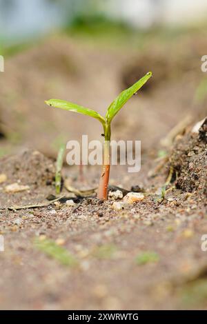 A small green plant emerging from the rich brown soil, symbolizing growth and resilience in nature. Stock Photo