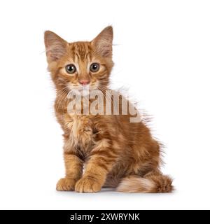 Cute red house cat kitten, sitting up side ways. Looking beside camera. isolated on a white background. Stock Photo
