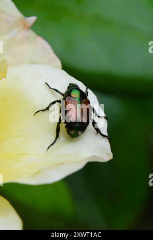 Closeup of Japanese beetles eating the yellow rose petals in a rose ...