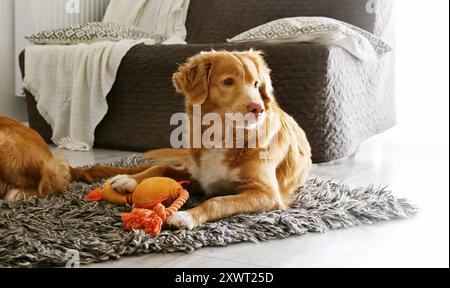 Beautiful toller retriever dog playing with toy duck in light room Stock Photo