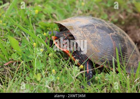 Close up, side view of a Painted Turtle laying eggs in the summer in Trevor, Wisconsin, USA Stock Photo