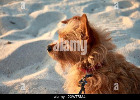 a red-haired Yorkshire Terrier, her glossy coat shining under natural light. With her expressive eyes and lively personality, this little dog exudes b Stock Photo