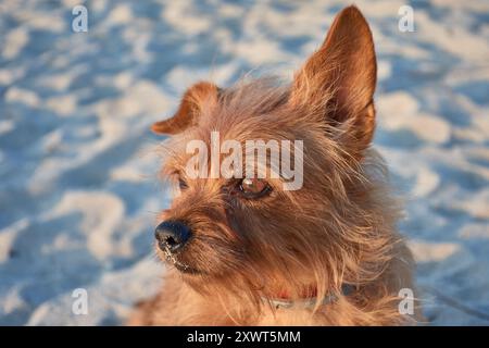 a red-haired Yorkshire Terrier, her glossy coat shining under natural light. With her expressive eyes and lively personality, this little dog exudes b Stock Photo