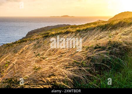 A low sun illuminating cliff top grass on St Davids Head, Pembrokeshire, Wales, UK Stock Photo