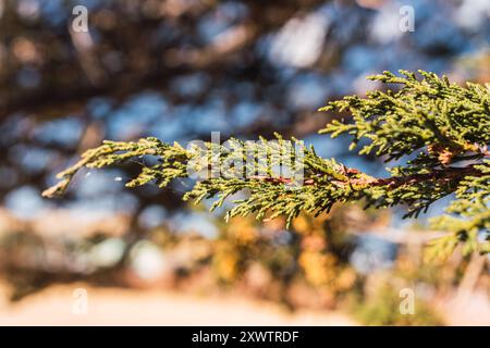 Pine tree branch with pine nuts with blue sky background on a sunny day Stock Photo