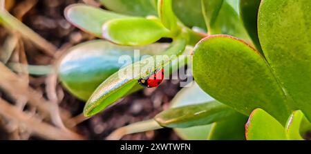 A ladybug walking on a succulent green plant - A vibrant red beautiful ladybug. Stock Photo