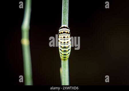 A black swallowtail caterpillar on a dill weed stem. Stock Photo
