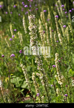 Black Mullein or Dark Mullein, Verbascum nigrum, Scrophulariaceae. UK. It is a species of biennial or short-lived perennial herbaceous plant. Stock Photo