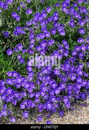 Meadow Cranesbill or Meadow Geranium, Geranium pratense 'Johnsons Blue', Geraniaceae. UK. It is a species of flowering plant in the family Geraniaceae Stock Photo