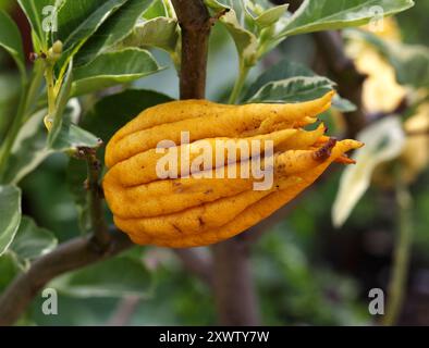 Buddha's Hand or the Fingered Citron, Citrus medica var. sarcodactylis, Rutaceae. Mediterranean and Asia. Stock Photo
