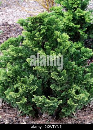 Japanese Cypress, Hinoki Cypress or Hinoki, Chamaecyparis obtusa 'Nana Gracilis', Cupressaceae. Japan, Asia. Stock Photo