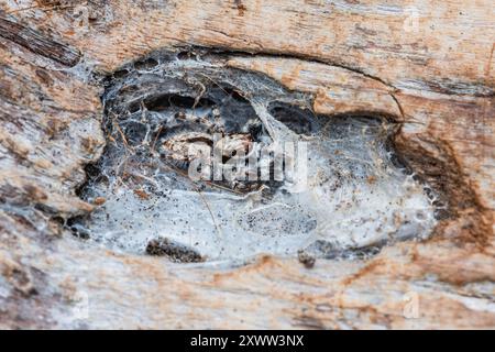 Jumping spider hiding in nest on the tree bark. Stock Photo