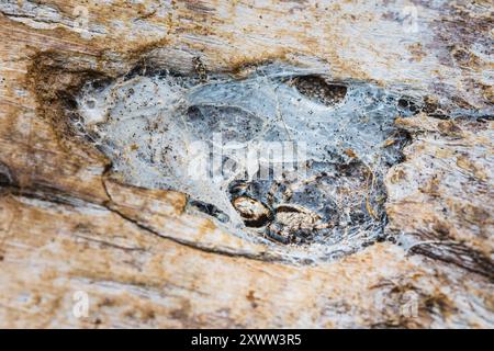 Jumping spider hiding in nest on the tree bark. Stock Photo