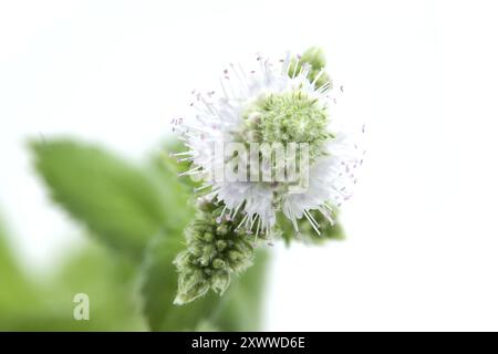 Detailed close-up of fresh spearmint leaves, called garden mint or common mint, against a white background. Perfect for culinary, herbal, and medicina Stock Photo