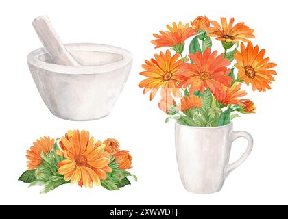 White mortar for herbs and calendula flowers. Preparation of herbal tea, tonic. The concept of phytotherapy, laboratory. Composition for the label des Stock Photo