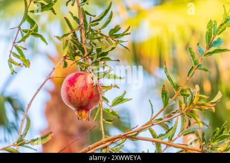 Red ripe pomegranate fruits grow on pomegranate tree in a garden, ready for harvest. Punica granatum fruit. Organic agriculture. Ripe pomegranate in a Stock Photo