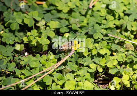 bumblebee sitting on top of green clovers Stock Photo