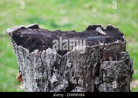 blackened tree stump close up Stock Photo
