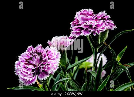 Beautiful Blooming pink Carnation Dia Deur Sissy isolated on a black background. Flower head close-up. Stock Photo