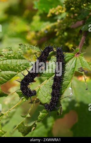 Two Peacock caterpillars on Nettle leaf Stock Photo