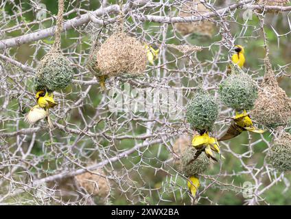 South Africa, Kruger National Park: birds, village weavers (ploceus cucullatus) and lesser masked weavers (ploceus intermedius) building their nests. Stock Photo