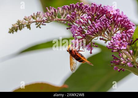 Hornet mimic hover fly Volucella zonaria, yellow face large reddish brown eyes two black bands on yellow abdomen reddish orange thorax and forewing Stock Photo
