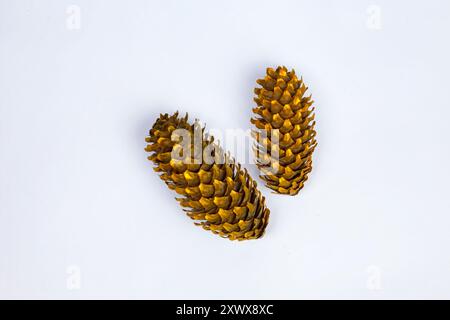 various types of cones. bumps for a decor on a white background. top view Stock Photo